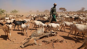 Drought kills over 1.5 million livestock in Horn of Africa: United Nations