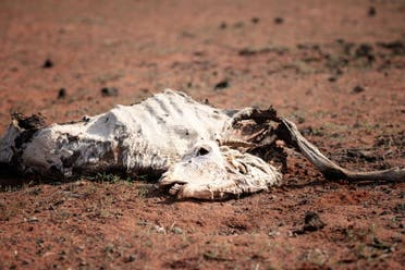 A photo shows a carcass of a dead goat following severe droughts in Wajir, northeastern Kenya, December 2, 2021. (Reuters)