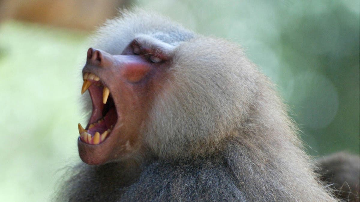 baboon attack human