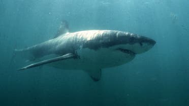 A Great White Shark swims past a diving cage off Gansbaai about 200 kilometres east of Cape Town. (Reuters)