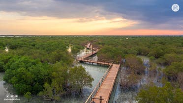 File photo shows the Jubail Mangrove Park in Abu Dhabi, a biodiverse offering in a protected environment. (Abu Dhabi Media Office)