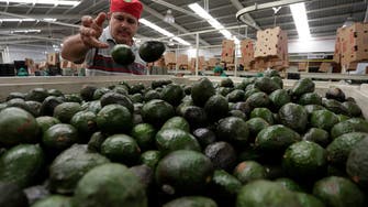 US lifts prohibition on Mexico avocado imports: USDA