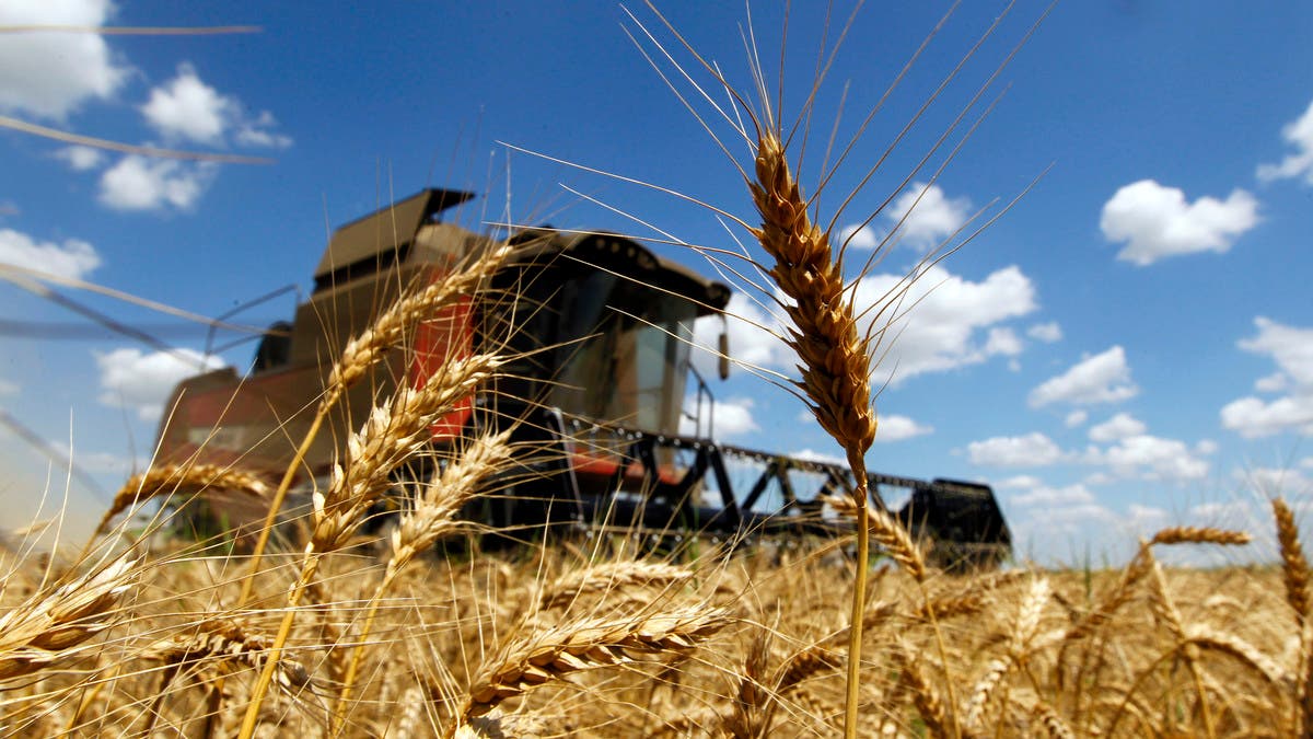 أوكرانيا: نستطيع تصدير 23 مليون طن من القمح الموسم الحالي