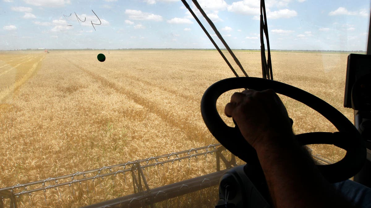 الجزائر تشتري 700 ألف طن من القمح في مناقصة