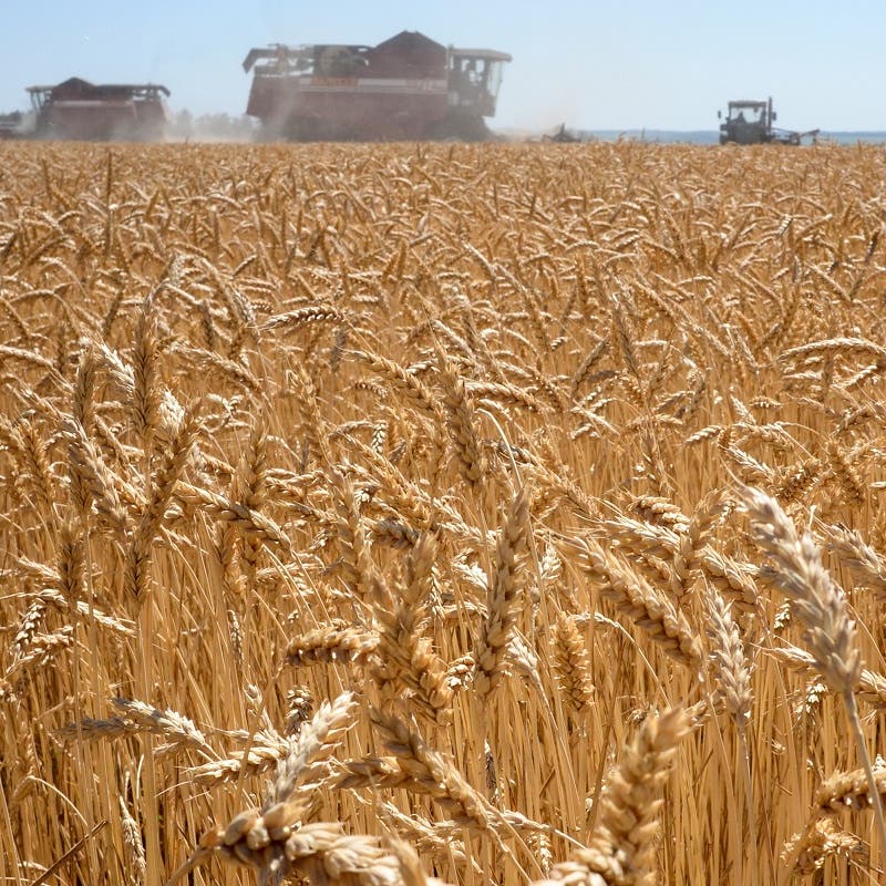 Ukraine war risks 11 mln-19 mln more hungry people over next year: FAO
