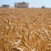 Putin says record Russian grain harvest to support higher exports