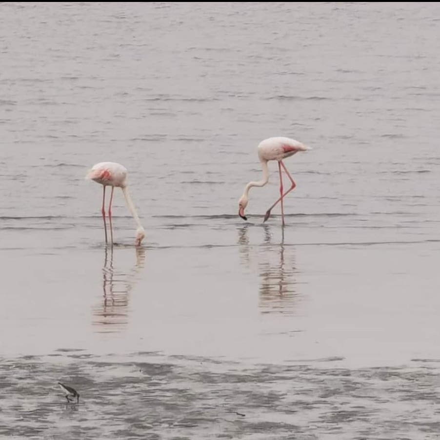  طيور الفلامنغو تظهر بجمالها الوردي في المنطقة الشرقية