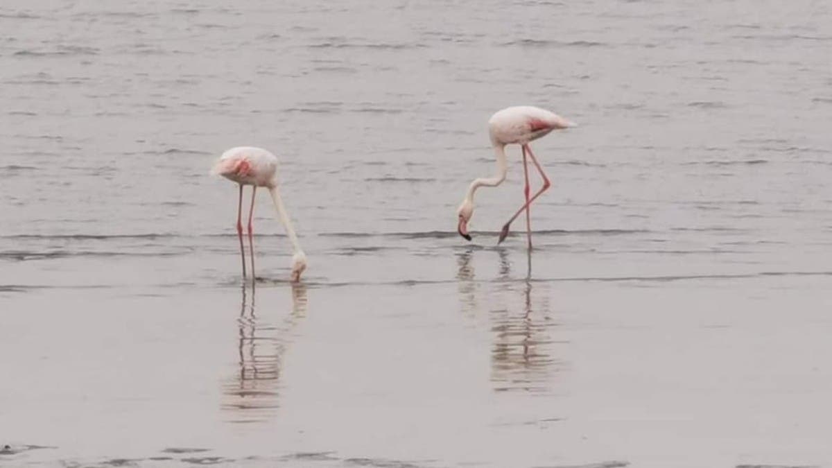 طيور الفلامنغو تظهر بجمالها الوردي في المنطقة الشرقية