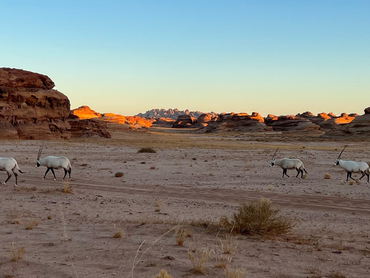 Saudi Aramco helps save endangered animals, protect wildlife in the desert  | Al Arabiya English