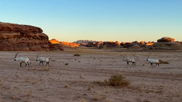 The Arabian oryx, shown in a file photo, is being reintroduced to its native habitat in AlUla, north-west Saudi Arabia. (Supplied)