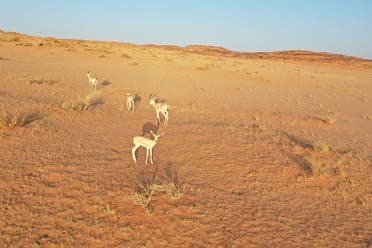 The sand gazelle, shown in a file photo,  is being reintroduced to its native habitat in AlUla, north-west Saudi Arabia. (Supplied)