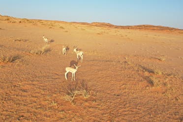 The sand gazelle, shown in a file photo, is being reintroduced to its native habitat in AlUla, north-west Saudi Arabia. (Supplied)