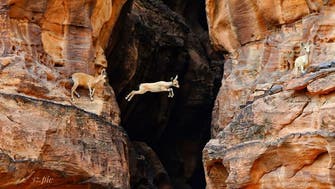 AlUla releases 80 oryx, gazelles, ibex into native Saudi habitat to mark Wildlife Day
