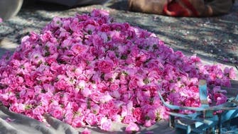  بدء قطف الورد الطائفي.. قصة الزهور الأشهر عالمياً