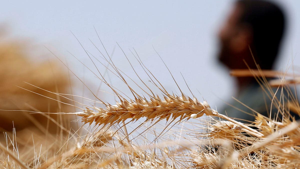 هل ترفع الحكومة المصرية أسعار توريد القمح المحلي؟