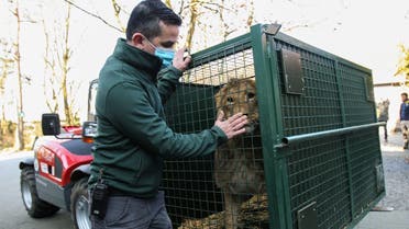 A lion, who was in an animal shelter in Kyiv, is seen in a cage at “Natuurhulpcentrum” nature center after its planned transfer procedures were accelerated following Russia’s invasion of Ukraine, in Oudsbergen, Belgium March 9, 2022. (Reuters)