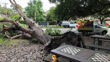 A tree lies toppled in a park following an overnight storm in the suburb of Stanmore in Sydney, Australia, on March 9, 2022. (Reuters)