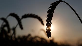 Analysts anticipate 39 pct decline in Ukraine 2022 spring grain sowing area
