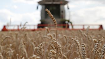 Egypt procures 1.75 mln tons of local wheat so far this season