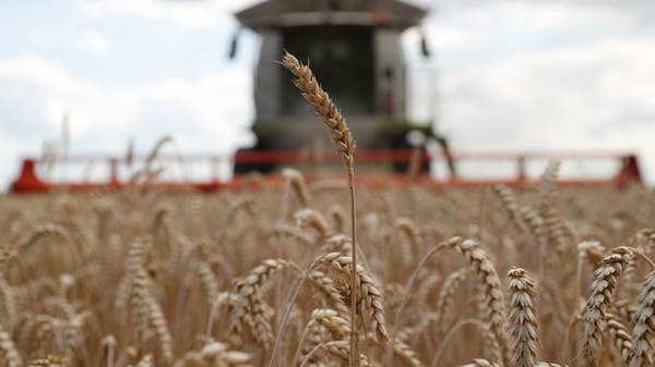 Egipto adquiere 1,75 millones de toneladas de trigo local en lo que va de temporada