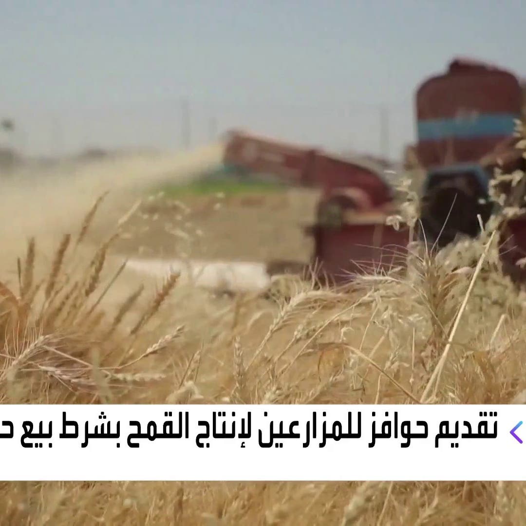 مصر تعتزم تقديم حوافز للمزارعين لإنتاج القمح.. لكن بشرط 