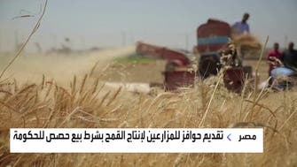 مصر تعتزم تقديم حوافز للمزارعين لإنتاج القمح.. لكن بشرط 