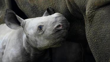 A newly born critically endangered eastern black rhino stands in its enclosure next to its mother Eva at the zoo in Dvur Kralove, Czech Republic, Wednesday, March 16, 2022. (AP)
