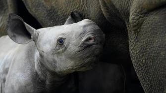 Czech zoo welcomes birth of critically endangered rhino, names it Kyiv
