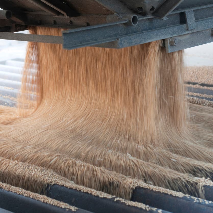 تراجع العقود الآجلة الأميركية للقمح والذرة.. وارتفاع فول الصويا