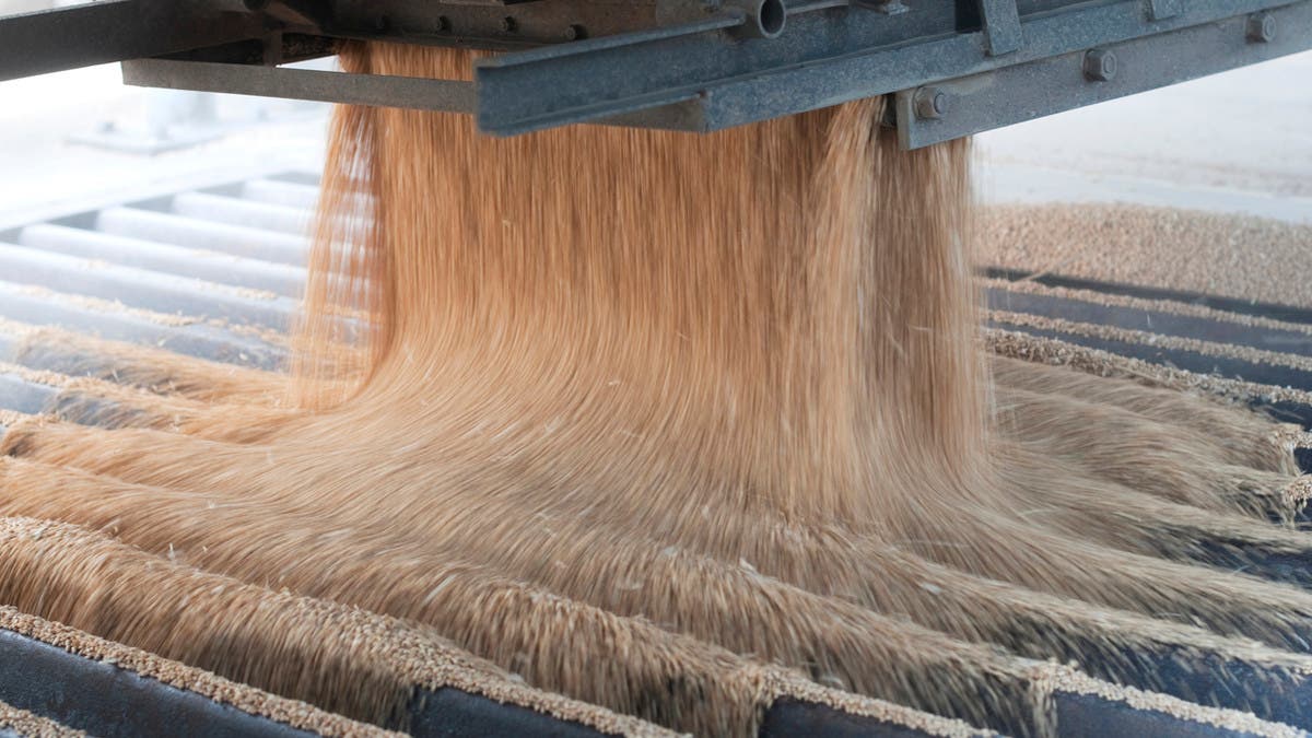 الجزائر تتوقع أن يبلغ إنتاج القمح 3.2 مليون طن هذا الموسم