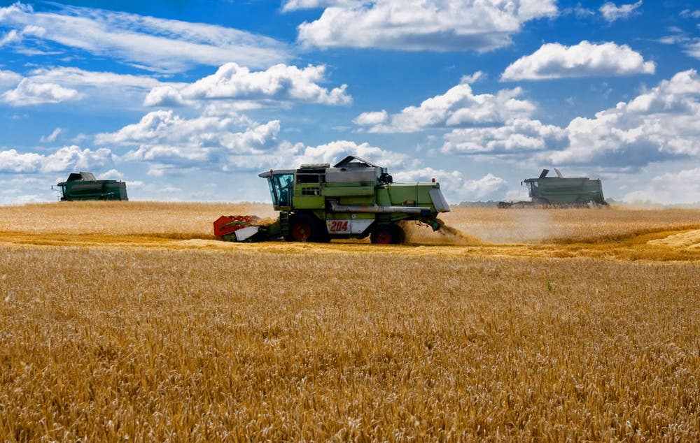 حقول القمح في أوكرانيا (Shutterstock)