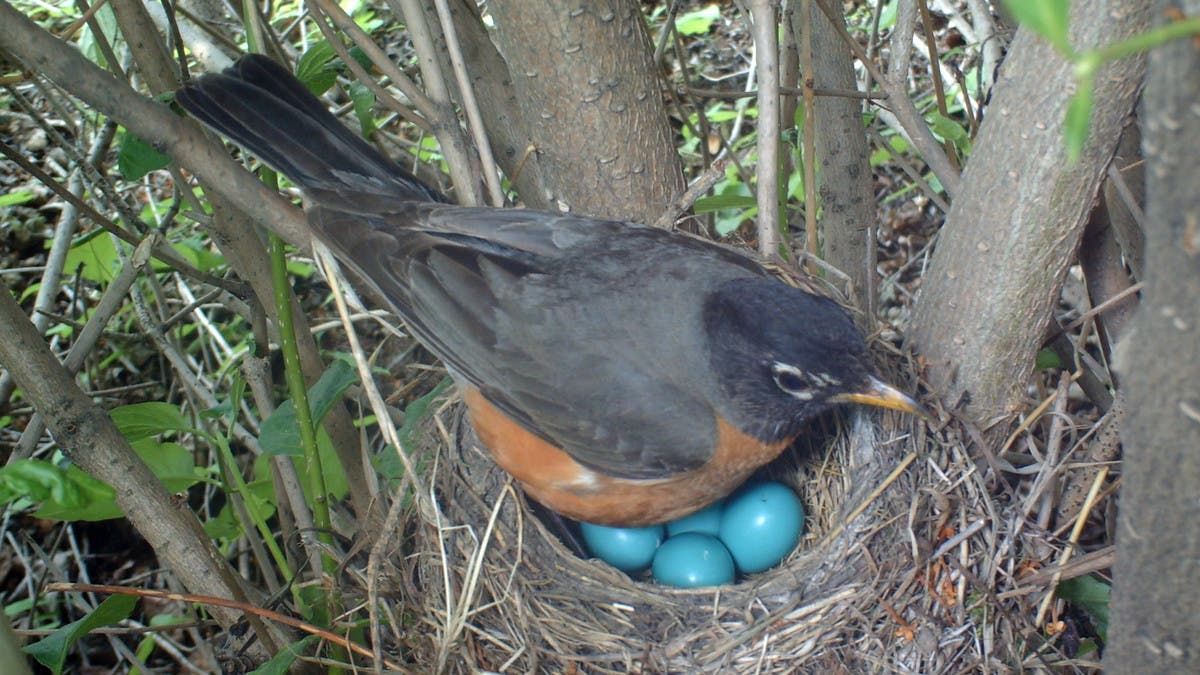 الطيور تضع بيضها قبل الأوان.. والسبب تغير المناخ