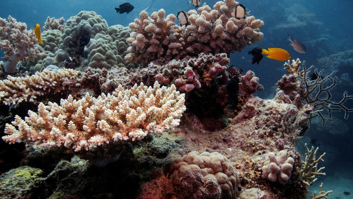 رابع موجة ابيضاض واسعة تطال الحاجز المرجاني العظيم منذ 2016