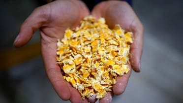 A worker at the Mangimi Liverini shows flaked corn, a major feed and component of livestock diets, as the conflict in Ukraine is having big repercussions on the agricultural raw materials market, hitting Italy's livestock sector heavily dependent on imports from foreign countries, in Telese Terme, Italy. (Reuters)