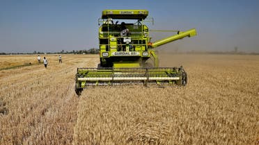 A combine harvests wheat at a field on the outskirts of Ahmedabad, India, March 16, 2022. (Reuters)