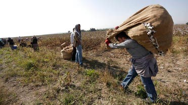 Turkish villager Hasan Dogruyol (R) carries a sack of cotton as he works in a cotton field near the border town of Reyhanli on the Turkish-Syrian border, in Hatay province. (File photo: Reuters)