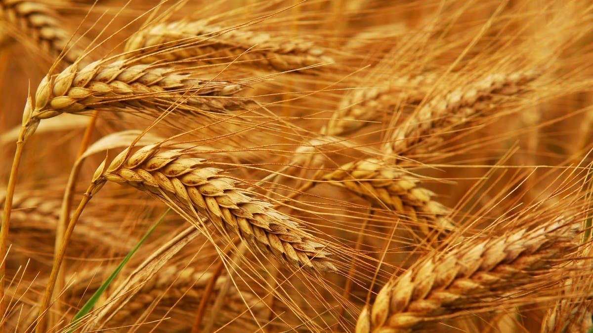 مصر تستهدف رفع نسبة الاكتفاء الذاتي من القمح إلى 65% بحلول 2025