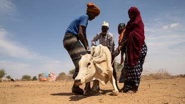 Residents attempt to assist a cow affected by the effects of the drought situation in Adadle district, Biyolow Kebele in Somali region of Ethiopia, in this undated handout photograph. (Reuters)