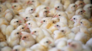 Chicks are seen at a poultry farm in Pruille-le-Chetif near Le Mans, France, March 4, 2020. Picture taken March 4, 2020. (File photo: Reuters)