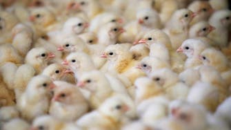 More than 13 million poultry birds culled in France due to bird flu