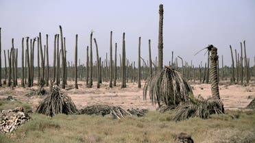 General view of dead Palm trees on a farm in Baghdad, Iraq September 21, 2020. Picture taken September 21, 2020. REUTERS/Abdullah Dhiaa Al-Deen