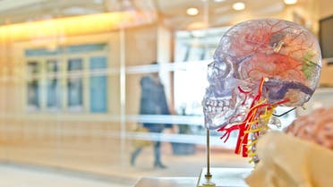 Stock image of a transparent model of a skull in a lab for scientific research. (Unsplash, Jesse Orrico)