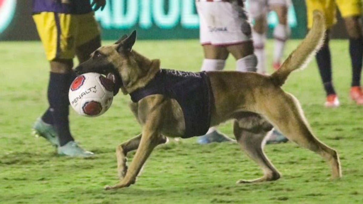 كلب بوليسي يوقف مباراة في البرازيل
