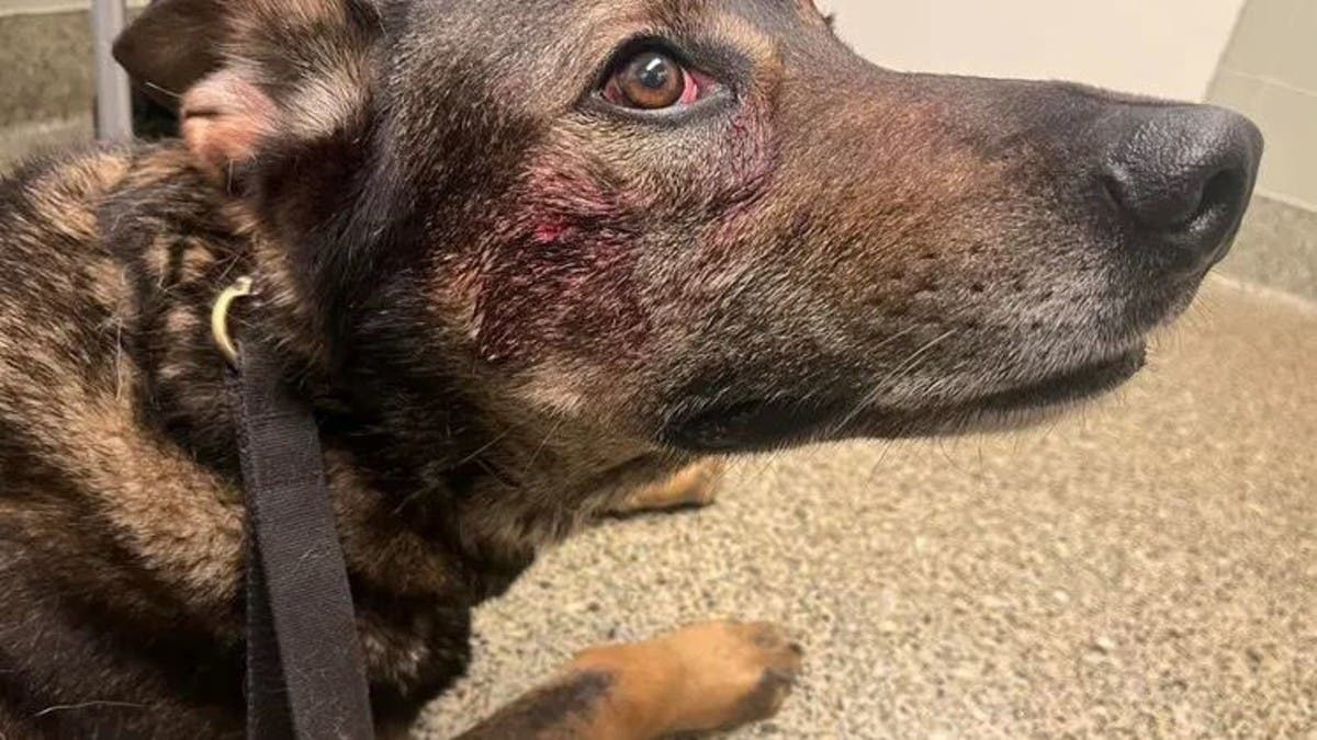 كاليفورنيا.. لص يعض كلباً بوليسياً استعانت به الشرطة لتوقيفه