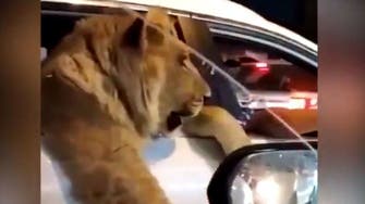  بغداد کی سڑکوں پر گاڑی میں سیر کرتے شیر کی وڈیو وائرل  