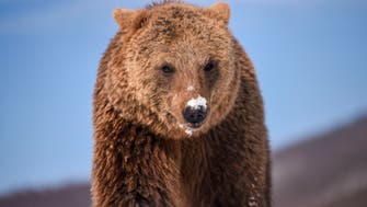 Iranian villagers in Ardabil province beat brown bear to death
