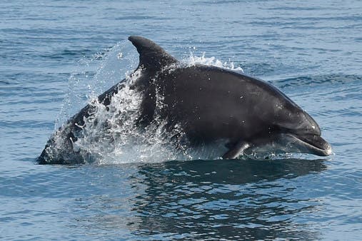 Russia using attack dolphins to protect its Black Sea Fleet: U.K. Defense  Ministry - Washington Times