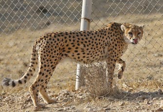 Rare birth of Asiatic cheetah cubs in Iran