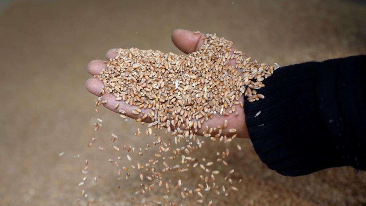 مصر تشتري 1.75 مليون طن من القمح المحلي منذ بداية الموسم
