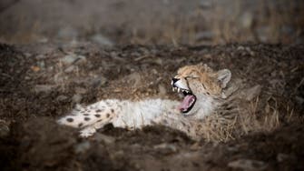 Endangered cheetah cub dies in Iran: Report